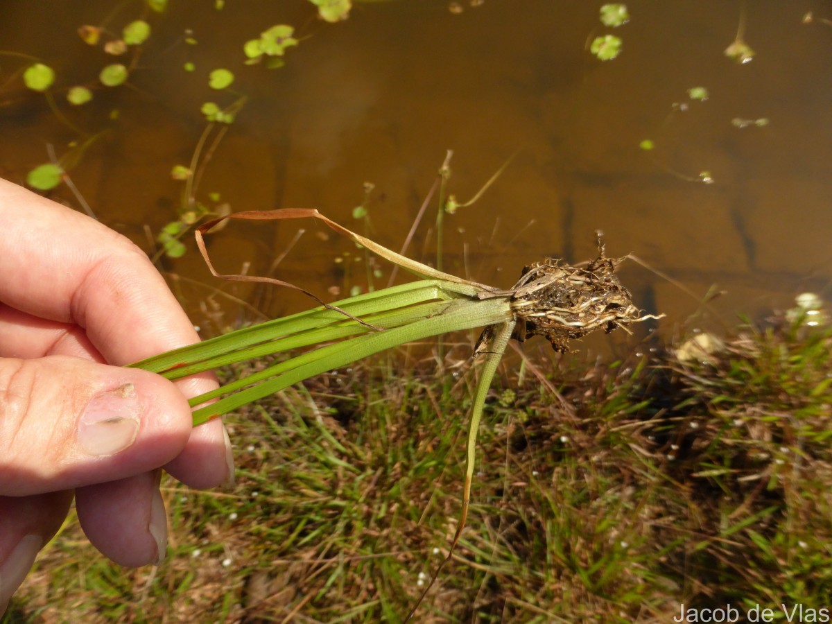 Eriocaulon sexangulare L.